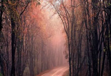 能看股票筹码分布的app:怎么用手机买股票-胜宏科技暴涨6倍以上！滞涨+绩优+低PE行业龙头股揭晓 13股上榜